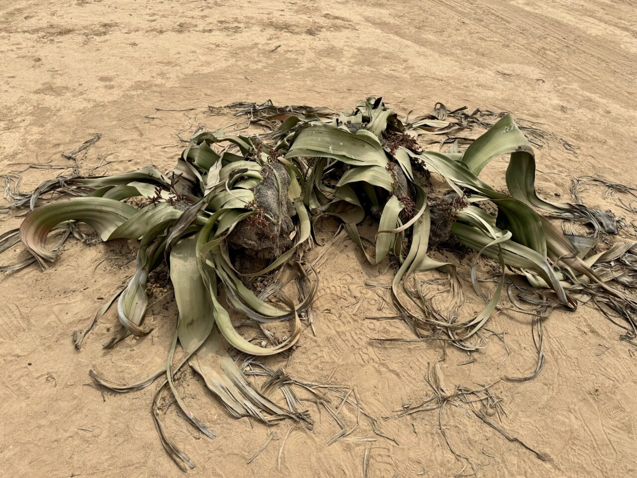 Welwitschie-Pflanze-in-der-Namib-Wueste