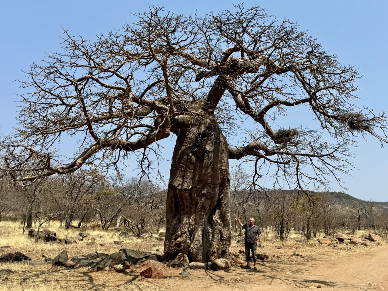 riesiger Baobab